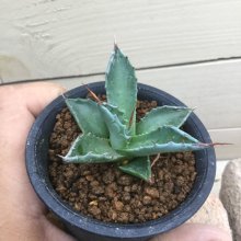 サンプル1: Agave montana