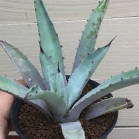 Agave macroacantha