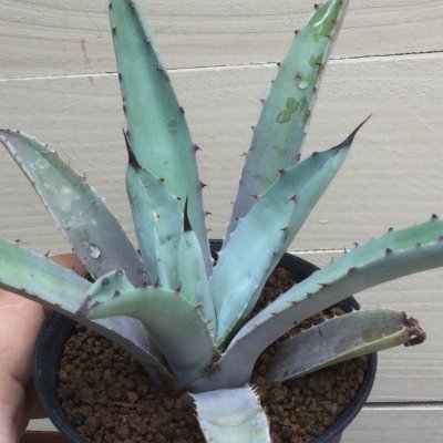 画像1: Agave macroacantha