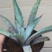 画像1: Agave macroacantha (1)