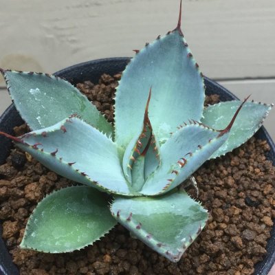 画像2: Agave parryi  -  v .  Chihuahua