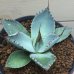 画像2: Agave parryi  -  v .  Chihuahua (2)