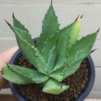 Agave obscura