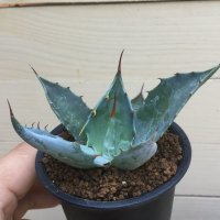 Agave wocomahi