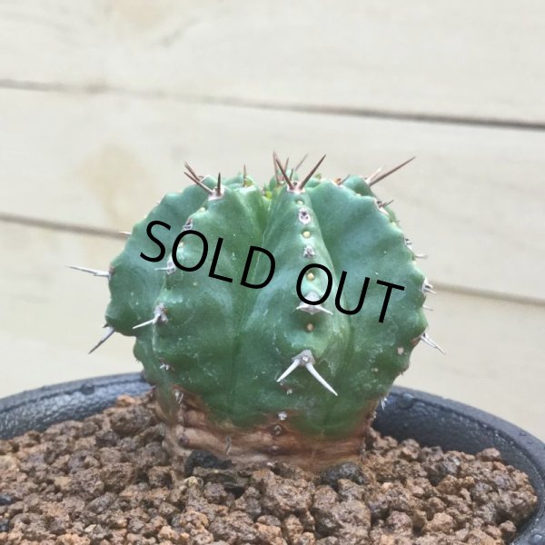 画像1: ユーフォルビア　フルティコーサ　(M-01) (1)