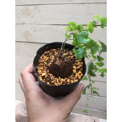 画像2: Dioscorea elephantipes  - v. montana　(アフリカ亀甲竜　v. モンタナ)