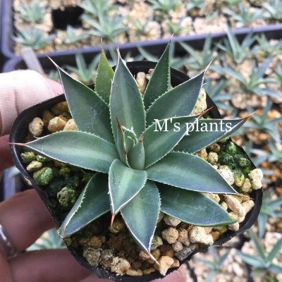 画像4: Agave filifera - v. schidigera