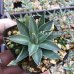 画像4: Agave filifera - v. schidigera (4)