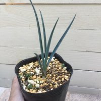 Yucca   brevifolia