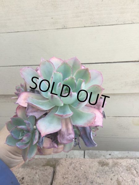 画像2: エケベリア   パウダーブルー (2)