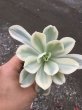 画像2: エケベリア 　高砂の翁錦 (2)