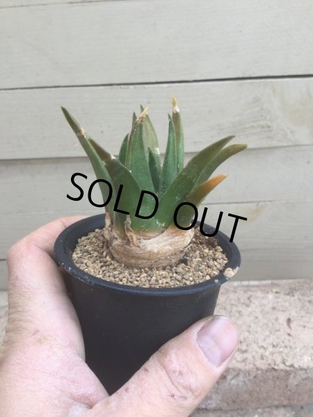 画像3: アリオカルプス  三角牡丹 (3)