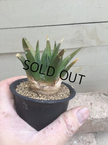 画像2: アリオカルプス  三角牡丹 (2)