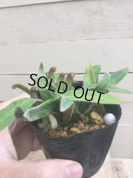 画像2: イワダレヒトツバ (2)