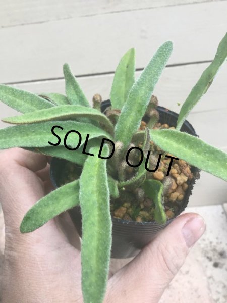 画像3: イワダレヒトツバ (3)