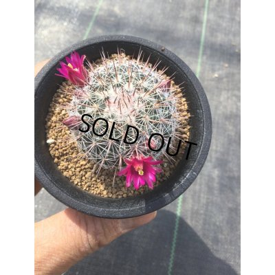 画像3: Mammillaria  スタンドゥレイ