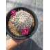 画像3: Mammillaria  スタンドゥレイ (3)