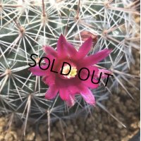 Mammillaria  スタンドゥレイ