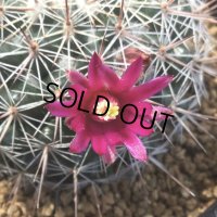 Mammillaria  スタンドゥレイ