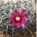 画像1: Mammillaria  スタンドゥレイ (1)