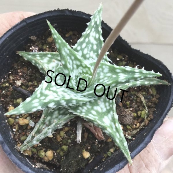 画像1: アロエ  ディスコイングシー (1)