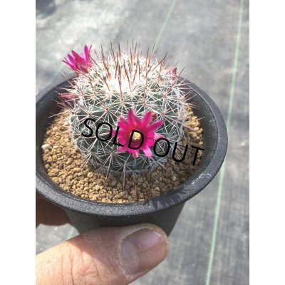 画像2: Mammillaria  スタンドゥレイ