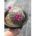 画像2: Mammillaria  スタンドゥレイ (2)