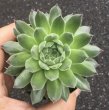 画像1: センペルビウム　　ハウスマニー (1)