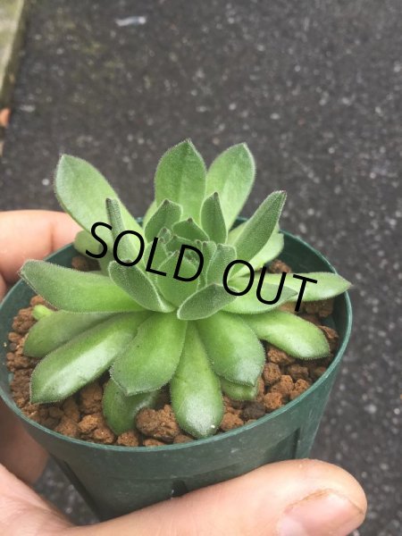 画像2: センペルビウム　　ノーネ (2)