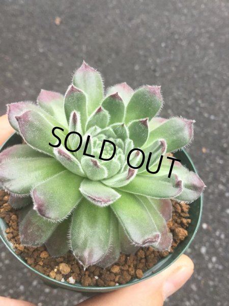 画像2: センペルビウム　　フランクレイネルト (2)