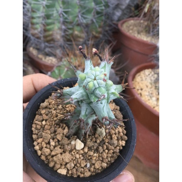 ユーフォルビア ホリダ モンスト 小型タイプ M S Plants