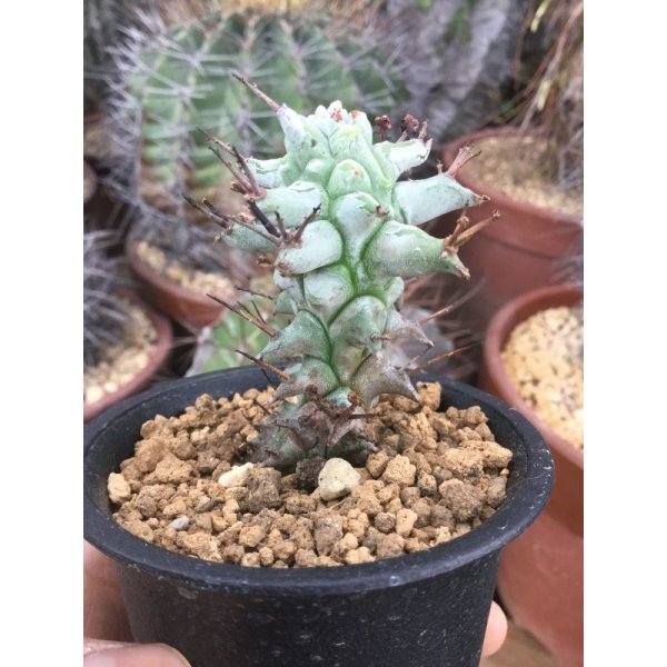 ユーフォルビア ホリダ モンスト 小型タイプ M S Plants
