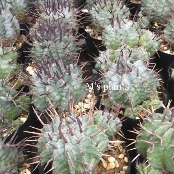 画像3: ユーフォルビア　ホリダ　FS-01 (3)