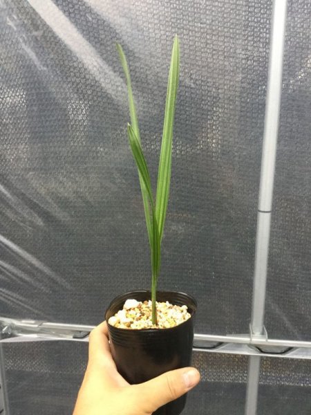 画像5: Butia odorata (5)