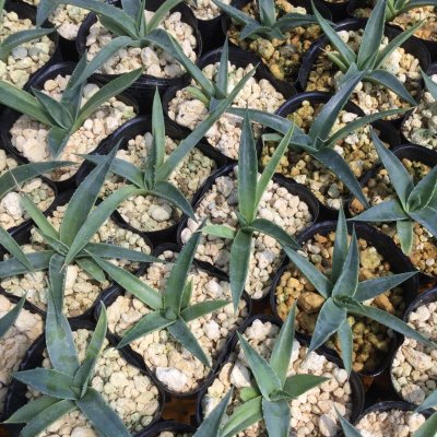 画像2: Agave utahensis subsp. kaibabensis