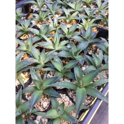 画像1: Agave horrida subsp. horrida