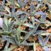 画像1: Agave gentryi 'La Escondida' (1)