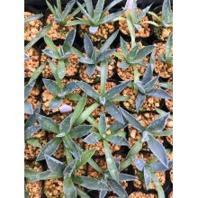 サンプル1: Agave gentryi 'La Escondida'