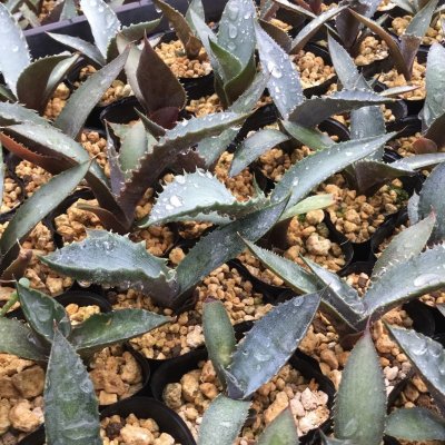 画像2: Agave marmorata