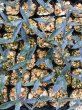 画像2: Agave temacapulinensis (2)