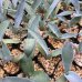 画像4: Agave seemanniana