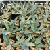 画像1: Agave applanata (1)