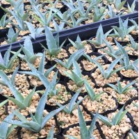 Agave sobria subsp. sobria