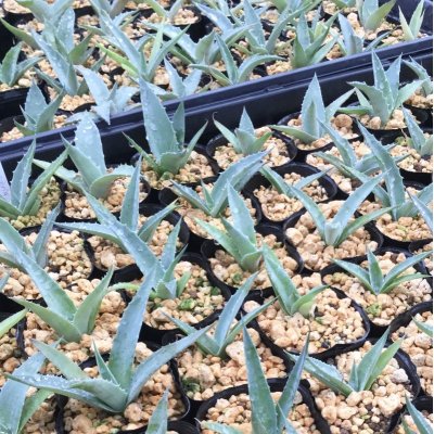 画像1: Agave sobria subsp. sobria