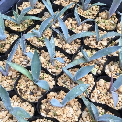 画像1: Agave maximiliana