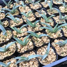 サンプル1: Agave xylonacantha 'Blue'