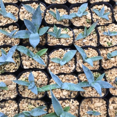 画像2: Agave flexispina