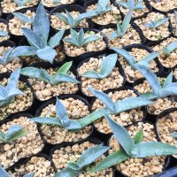 Agave flexispina