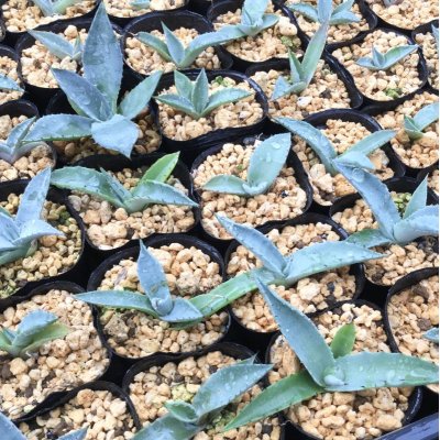 画像1: Agave flexispina