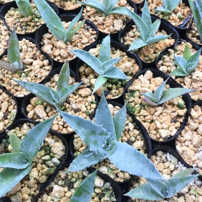 画像2: Agave sobria subsp. sobria